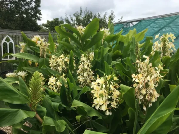 Hedychium Devon Cream