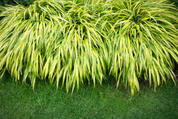 Hakonechloa Macra