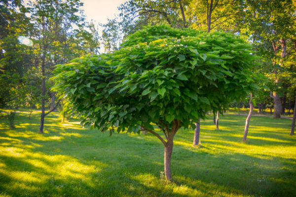 Catalpa Bignonioides