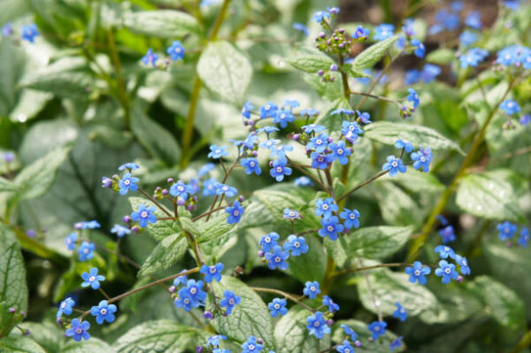 Brunnera Macrophylla 'Jack Frost'