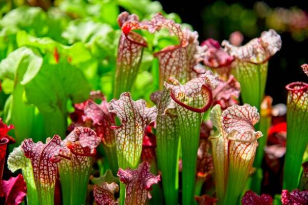 Sarracenia