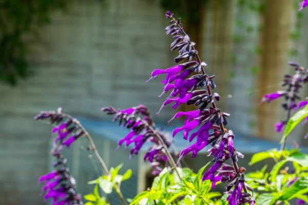 Salvia Amistad