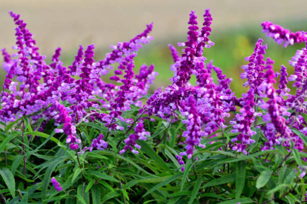 Salvia Leucantha