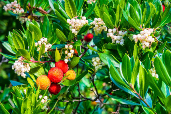 Oxydendrum Arboreum