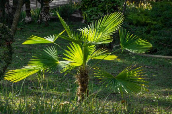 Trachycarpus Fortunei