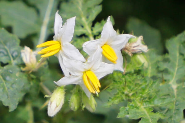 Solanum Sisymbrifolium