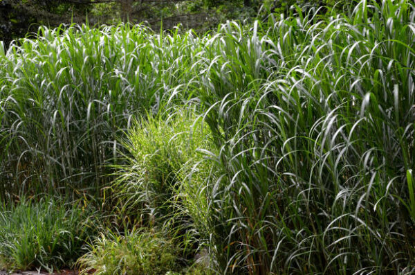 Miscanthus Giganteus