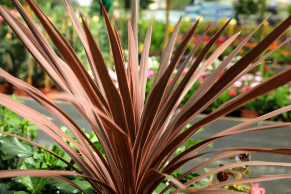 Cordyline 'Australis'