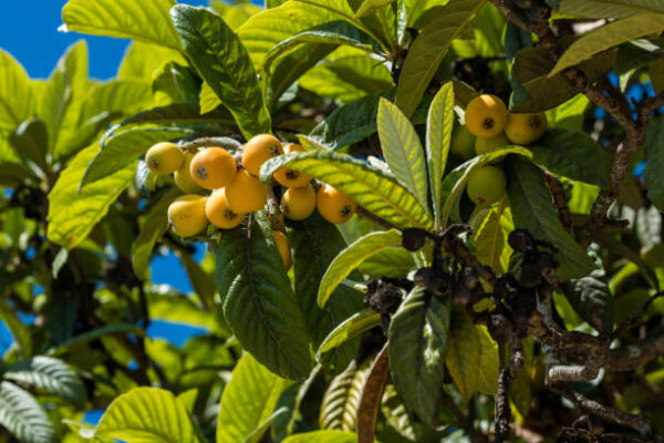 Loquat Tree