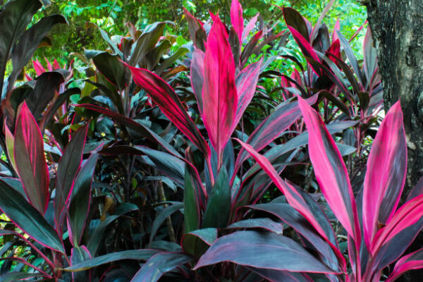 Cordyline 'Red Star'