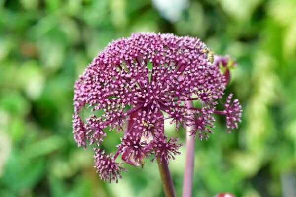 Angelica Gigas