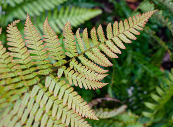 Dryopteris Erythosora