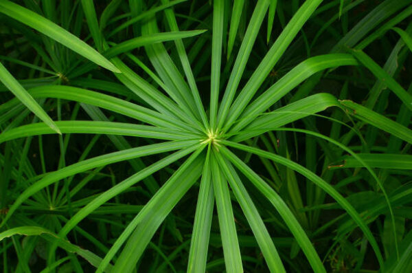 Cyperus Alternifolia