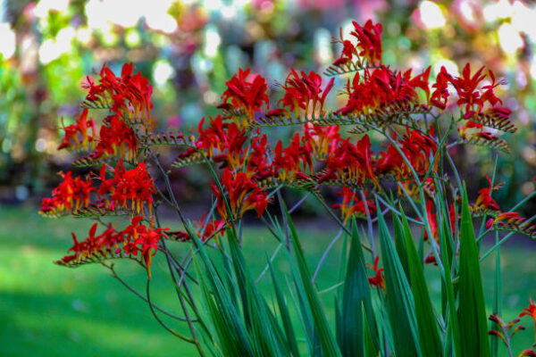 Crocosmia Lucifer