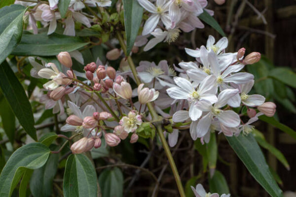 Clematis Armandii