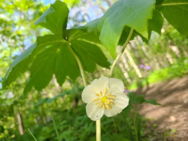 Podophyllum Peltatum