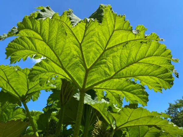 Gunnera