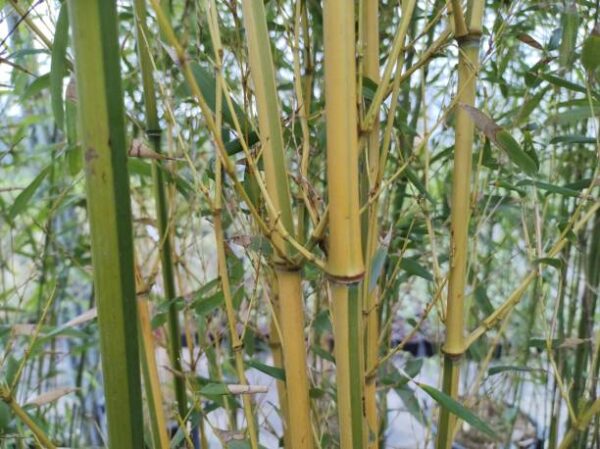 Phyllostachys Spectabilis