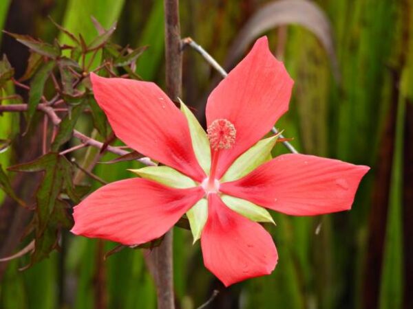 Hibiscus Coccineus