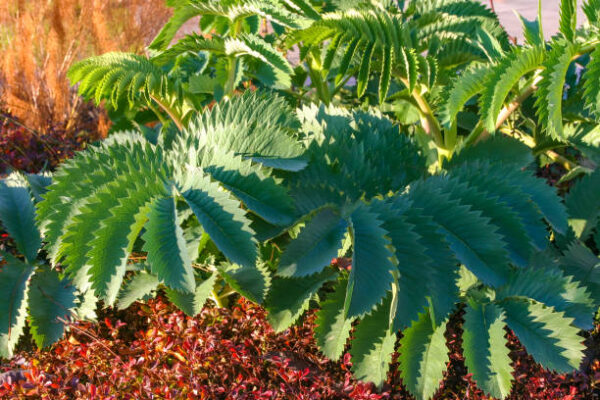 Melianthus Major