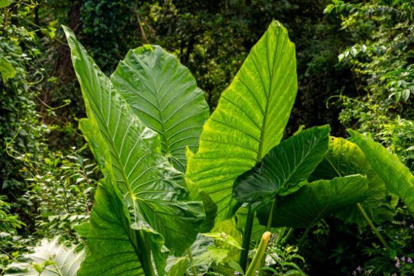 Alocasia Macrohiza