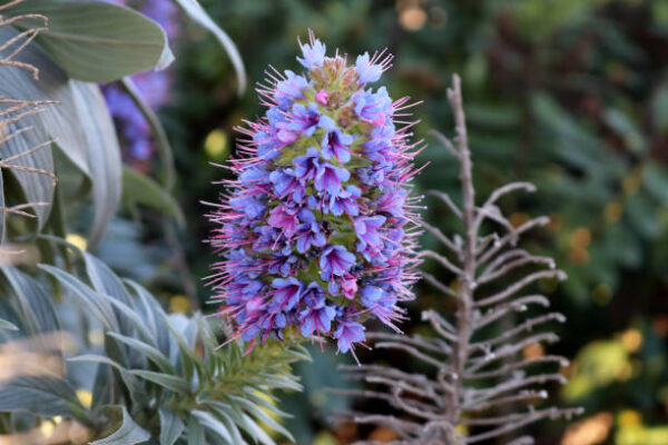 Echium Candicans