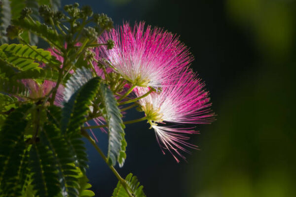 Albizia Julbrissin