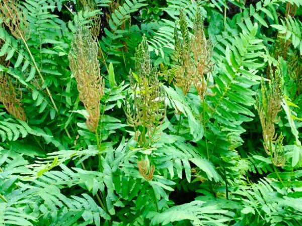 Osmunda Regalis