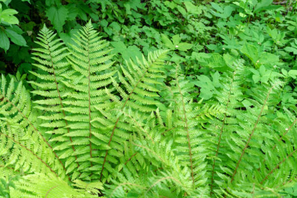 Dryopteris Felix Mas