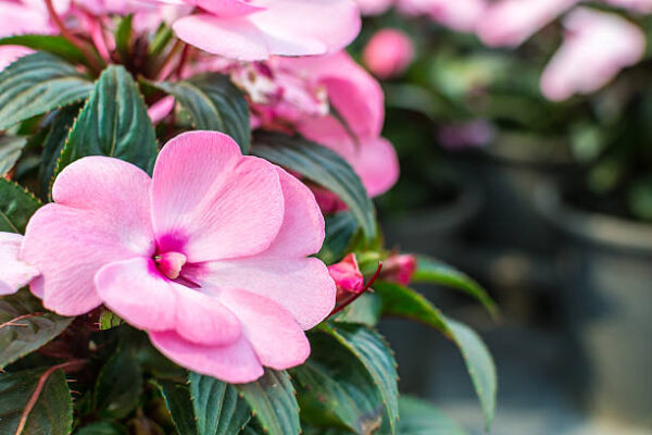 Impatiens balfouri