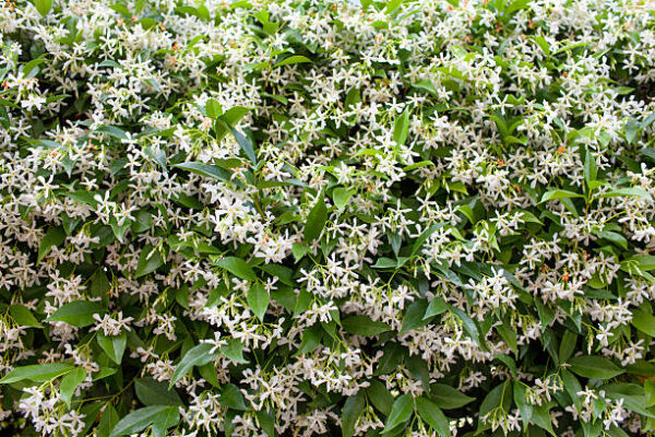 Trachelospernum Jasminiodes