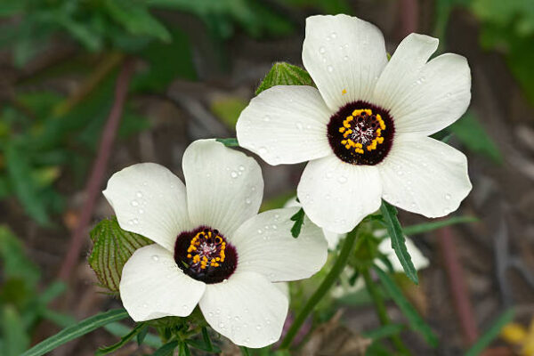 Hibiscus Trionum