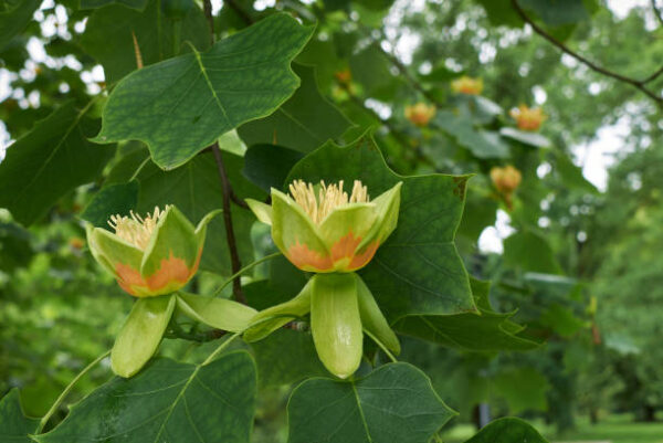 Liriodendron Tulipifera