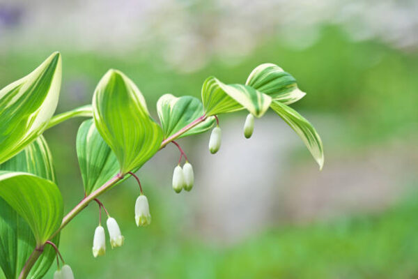 Polygonatum Odoratum Flatmate Bswj857