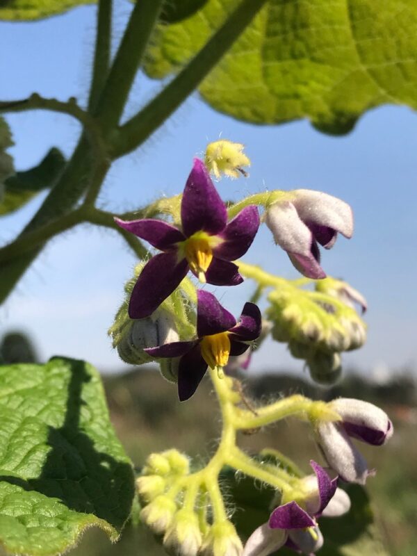 Solanum Corymbiflora