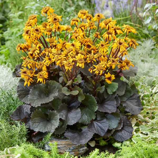 Ligularia Pandorra