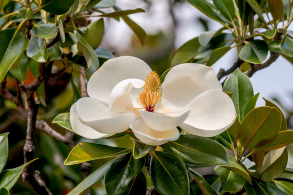 Magnolia Grandiflora Double Nantais