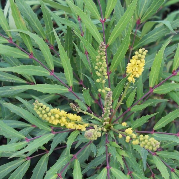 Mahonia Sweet Winter