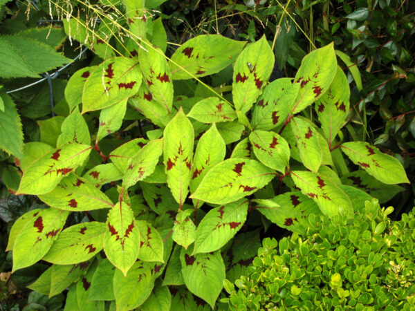 Persicaria Filiformis