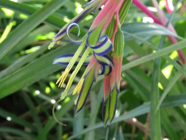 Bilbergia Nutans