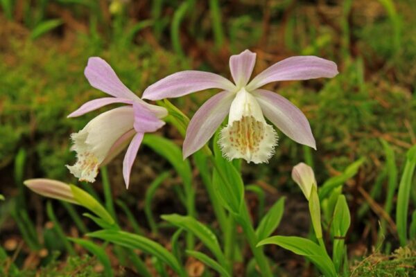 Pleione Formosana