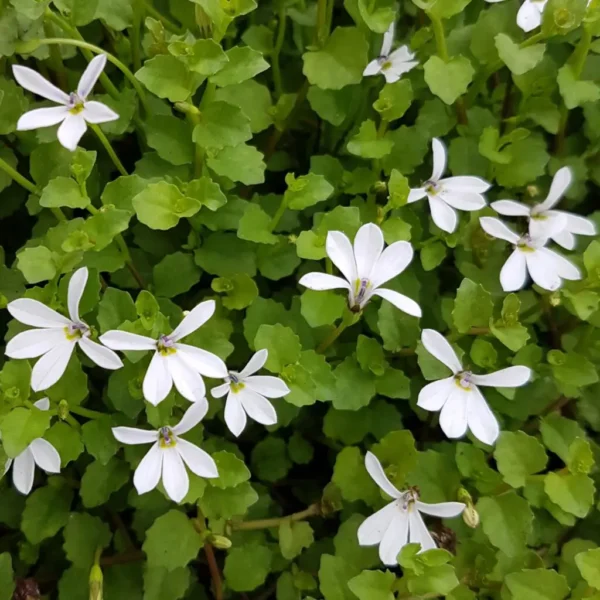 Pratia Pedunculata Tredwellii