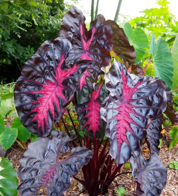 Colocasia Redemption