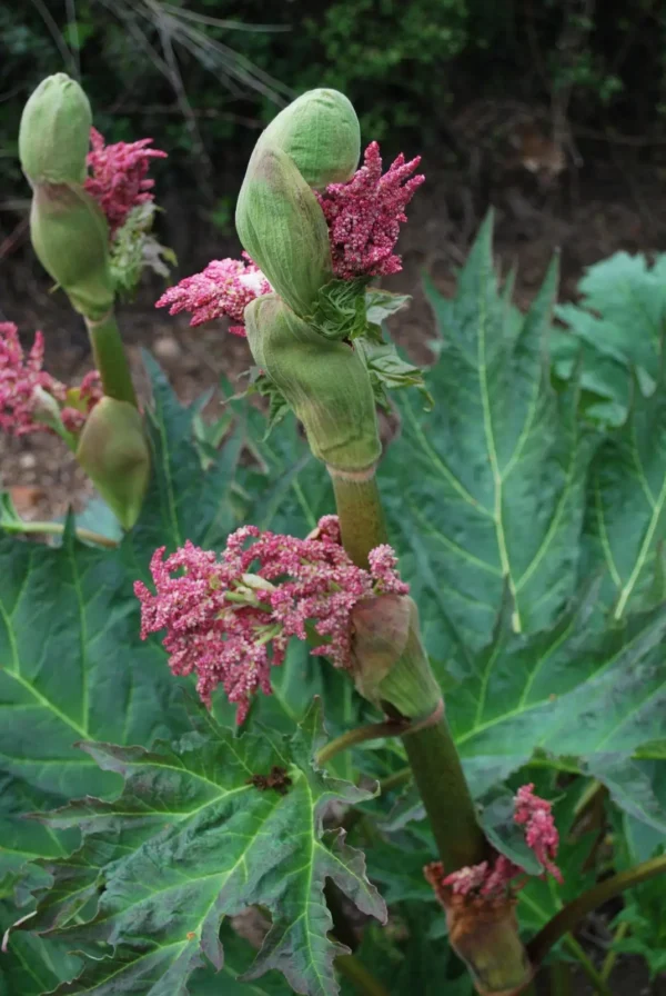 Rheum Palmatum Tanguticum