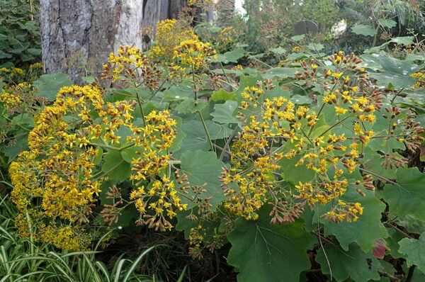 Roldana Petasites Var Cristobaliensis