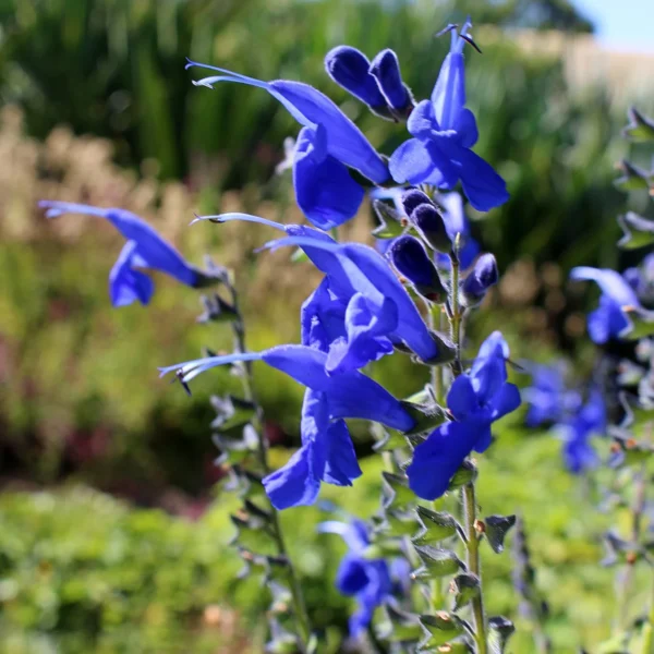 Salvia Macrophylla