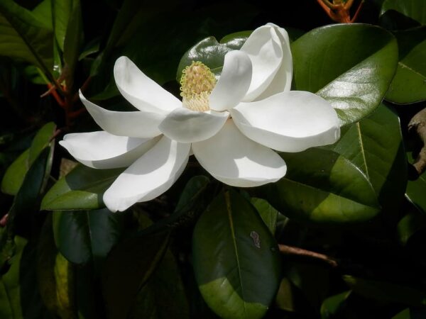 Magnolia Grandiflora