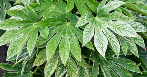 Fatsia Japonica Spiders Web