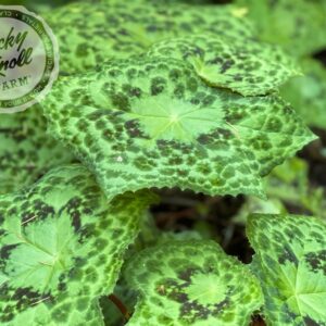 Podophyllum Versipelle 'Spotty Dotty'