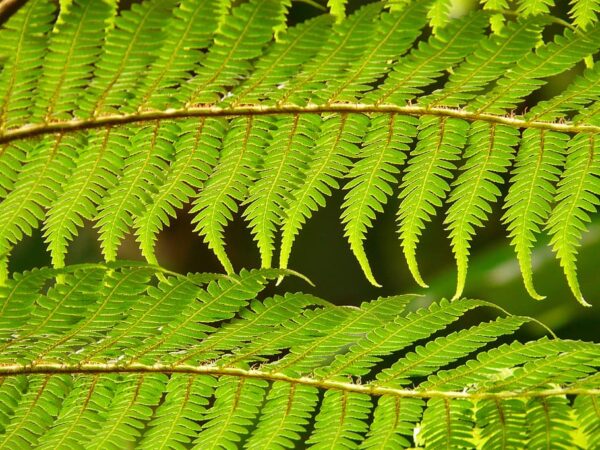 Dicksonia Antartica